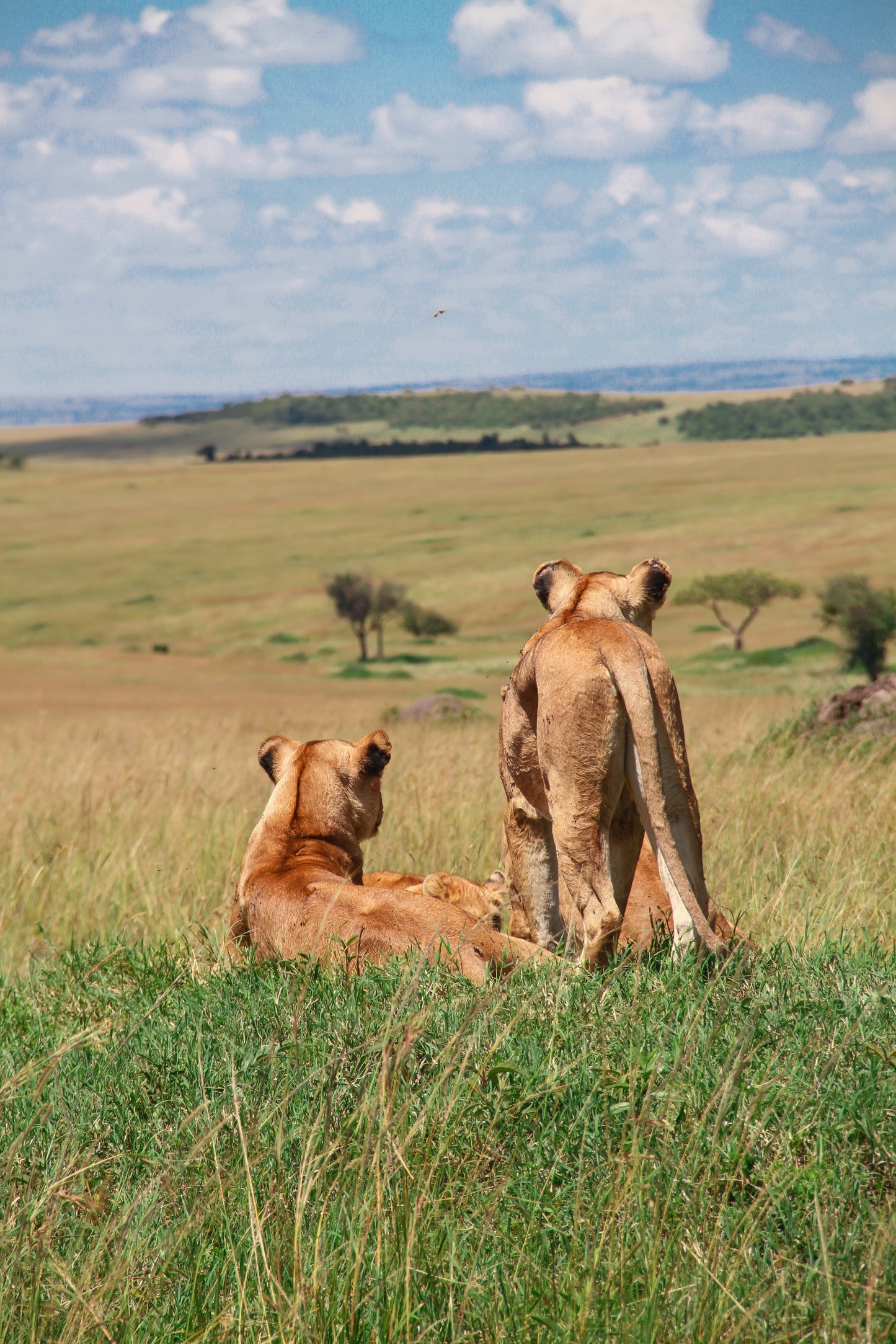 Tarangire